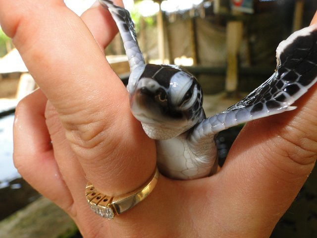 Yala Galle 2 Days Tour - Photo 1 of 17